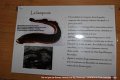 Gens de Garonne (61)
